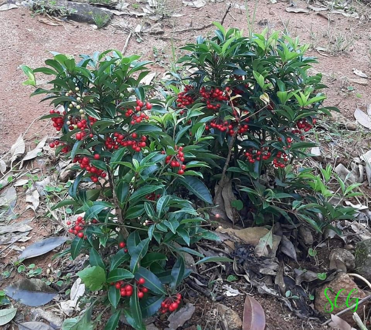 Ardisia crenata Sims